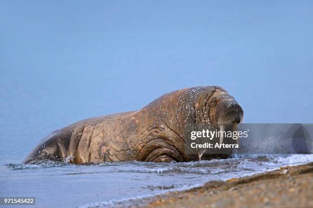 Male walrus hauling out on beach, Svalbard / Spitsbergen, Norway.