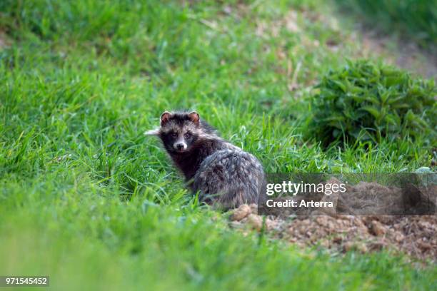 Raccoon dog , invasive species in Germany emerging from its den.