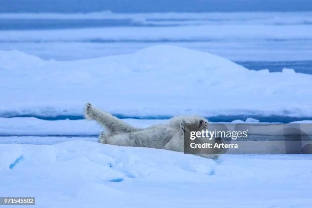 Solitary polar bear resting on ice floe in Arctic ocean.