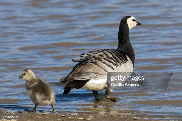 Barnacle goose with gosling foraging on lake shore in summer, Svalbard / Spitsbergen, Norway.