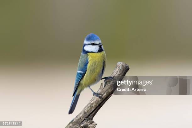 Eurasian blue tit perched on branch in spring.