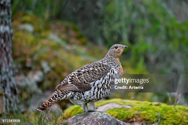 Western capercaillie / wood grouse hen / female in woodland in spring.