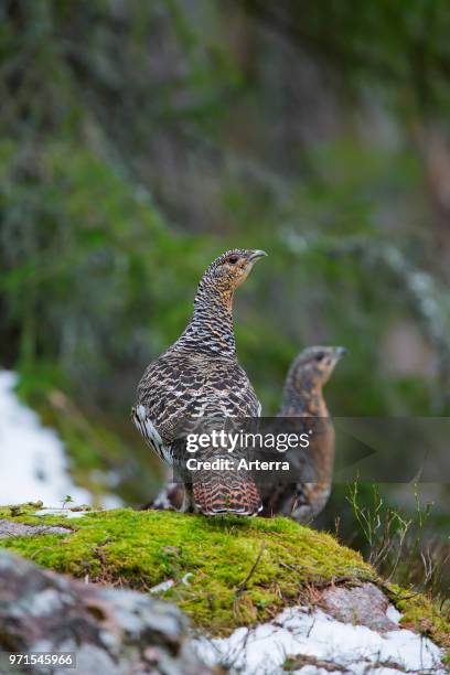 Two Western capercaillie / wood grouse hens / females in woodland in spring.