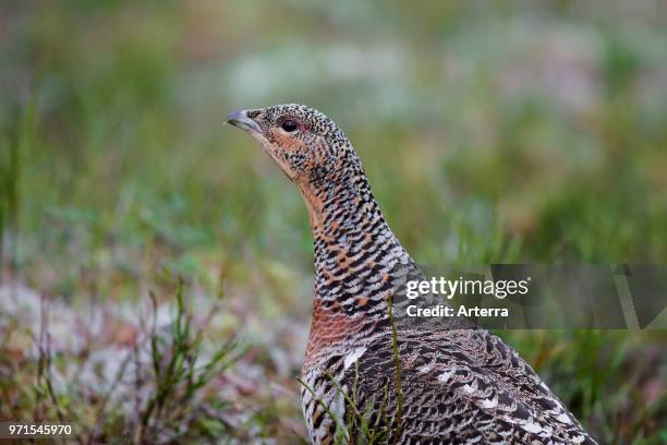 Close up portrait of Western capercaillie / wood grouse hen / female in spring.