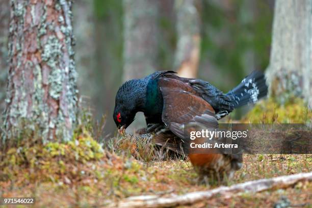 64 Capercaillie Hen Stock Photos High Res Pictures And Images Getty 64-capercaillie-hen-stock-photos-high-res-pictures-and-images-getty