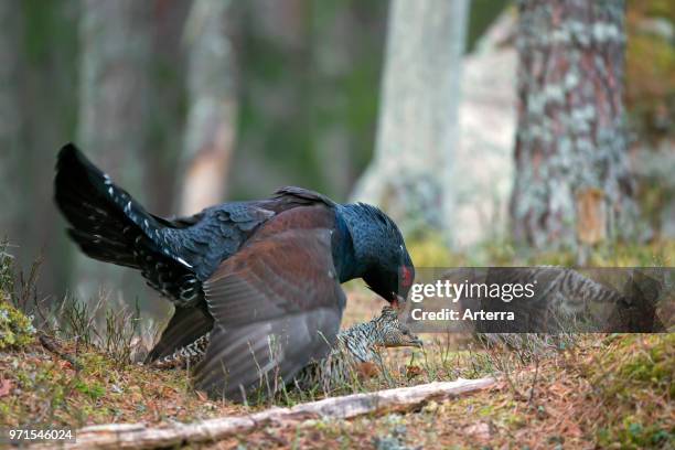 64 Capercaillie Hen Stock Photos High Res Pictures And Images Getty 64-capercaillie-hen-stock-photos-high-res-pictures-and-images-getty