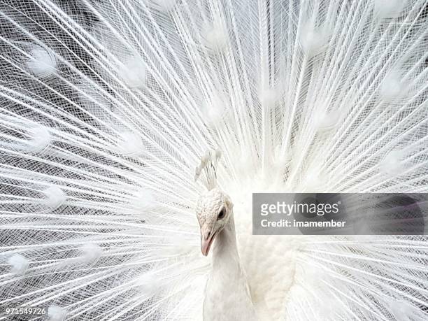 1,357 White Peacock Photos and Premium High Res Pictures - Getty Images