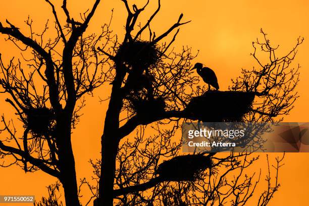 Grey heron perched on nest in tree at heronry / heron rookery silhouetted against orange sky at sunset in spring.