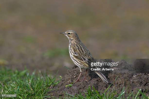 Meadow pipit foraging on molehills in grassland.
