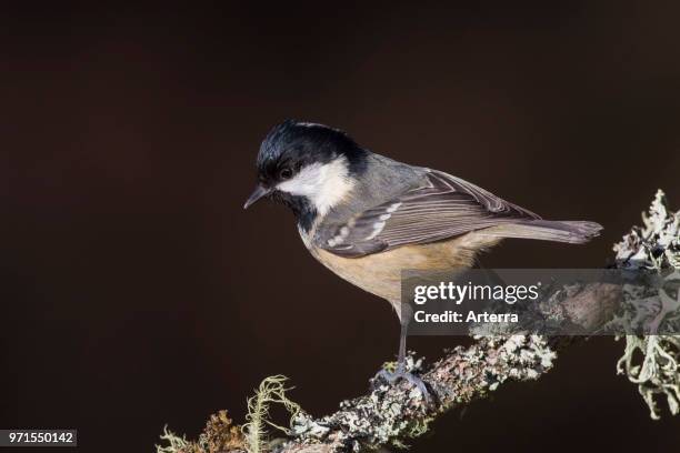 Coal tit perched in tree on lichen covered branch.