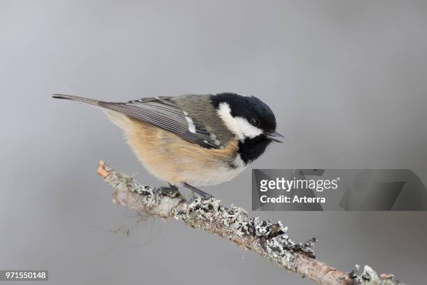 Coal tit perched in tree on lichen covered branch.