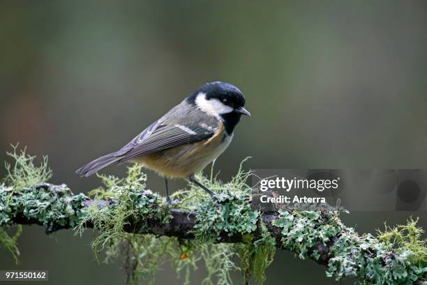 Coal tit perched in tree on lichen covered branch.