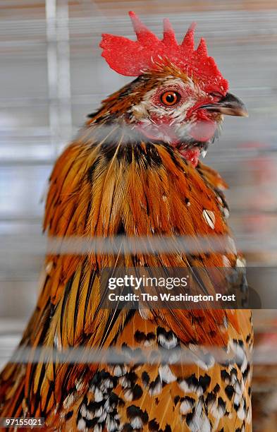 July 16,2009 Fauquier Fair Grounds, 6209 Old Auburn Rd., Warrenton, VA 59th Annual Fauquier County Fair. A Hamburg Bantan rooster on display in one...