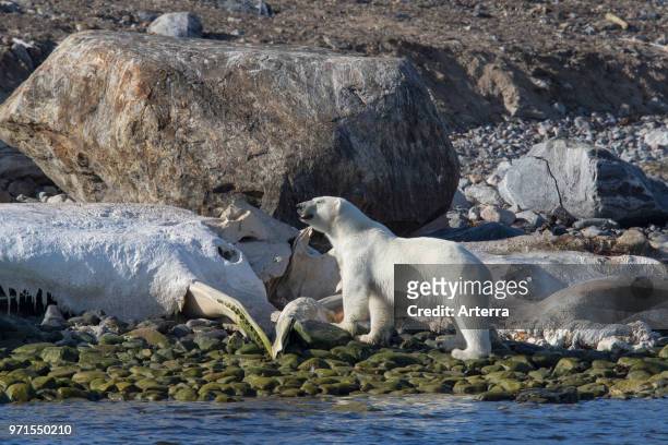 Scavenging Polar bear feeding on carcass of stranded dead whale along the Svalbard coast, Spitsbergen, Norway.