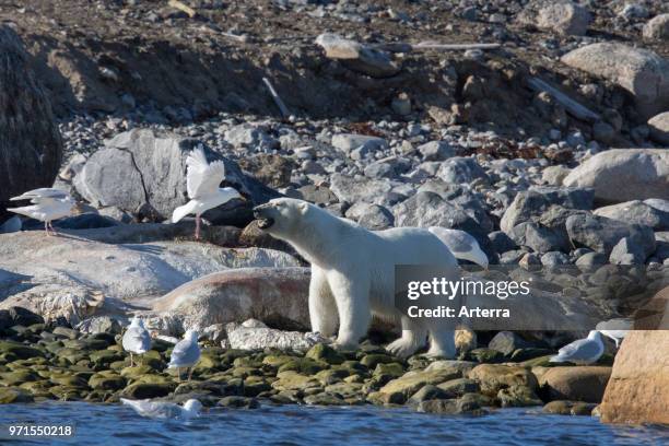 Scavenging Polar bear feeding on carcass of stranded dead whale along the Svalbard coast, Spitsbergen, Norway.