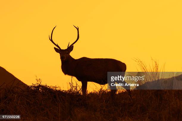 Red deer stag / male on moorland in the hills silhouetted against sunset in the Scottish Highlands, Scotland, UK.