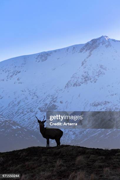 Silhouette of red deer stag / male on moorland in the hills in winter in the Scottish Highlands, Scotland, UK.