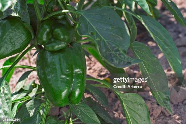 Green bell pepper plant / sweet peppers growing in field, native to Mexico.