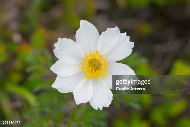 Alpine pasqueflower / Alpine anemone in flower in spring, native to the mountain ranges of central and southern Europe.