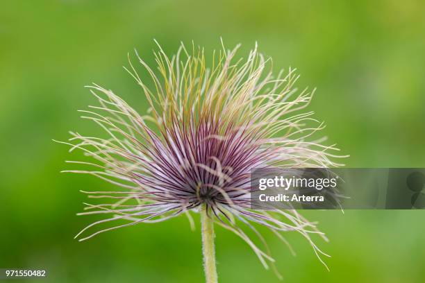 Fruiting plant / seedhead of Alpine pasqueflower / Alpine anemone native to the mountain ranges of central and southern Europe.