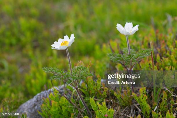 Alpine pasqueflowers / Alpine anemones in flower in spring, native to the mountain ranges of central and southern Europe.