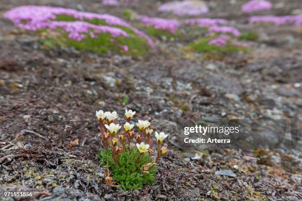 Tufted alpine saxifrage / tufted saxifrage in flower on the Arctic tundra.