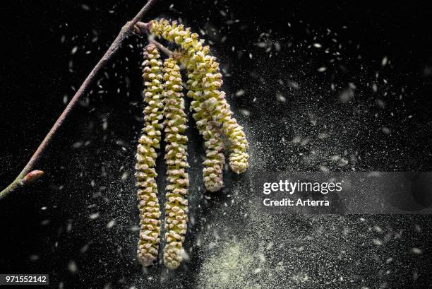 Common hazel close up of male catkins dispersing pollen in early spring.