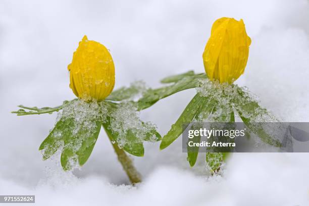 Winter aconite in flower in the snow in winter, native to France, Italy and the Balkans.