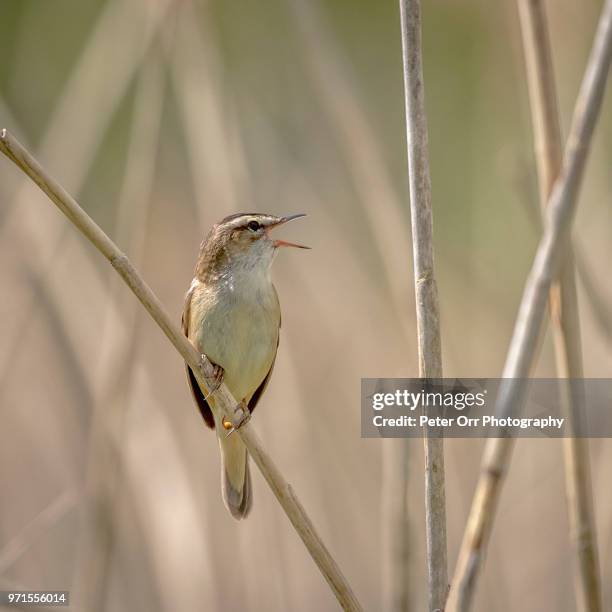 a sedge warbler perched in reeds - sedge warbler stock pictures, royalty-free photos & images