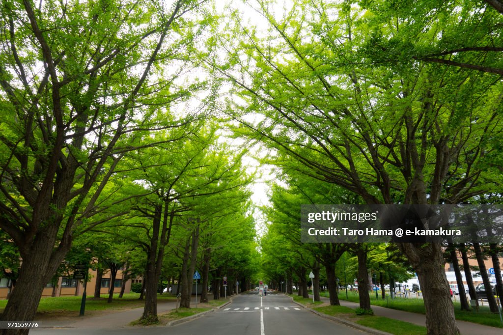 Ginkgo tree street in Sapporo in early summer