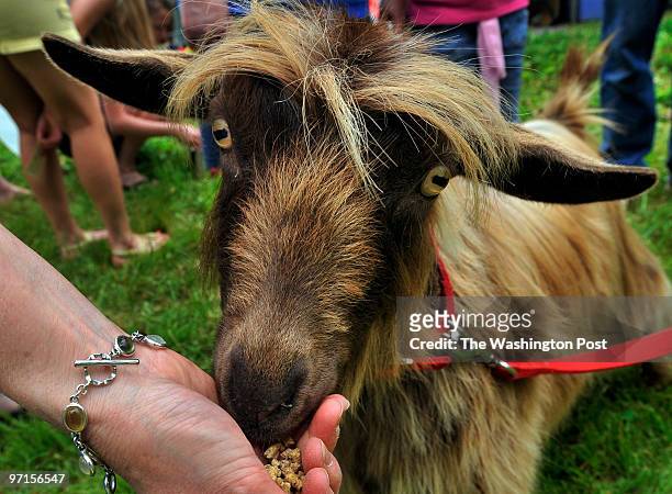 27 Fainting Goat Photos and Premium High Res Pictures - Getty Images