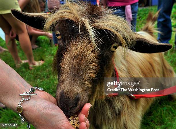 27 Fainting Goat Photos and Premium High Res Pictures - Getty Images 27 Fainting Goat Photos and Premium High Res Pictures - Getty Images