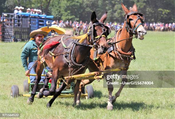 Animed Mule Racing Racing Harness Photos and Premium High Res Pictures - Getty Images