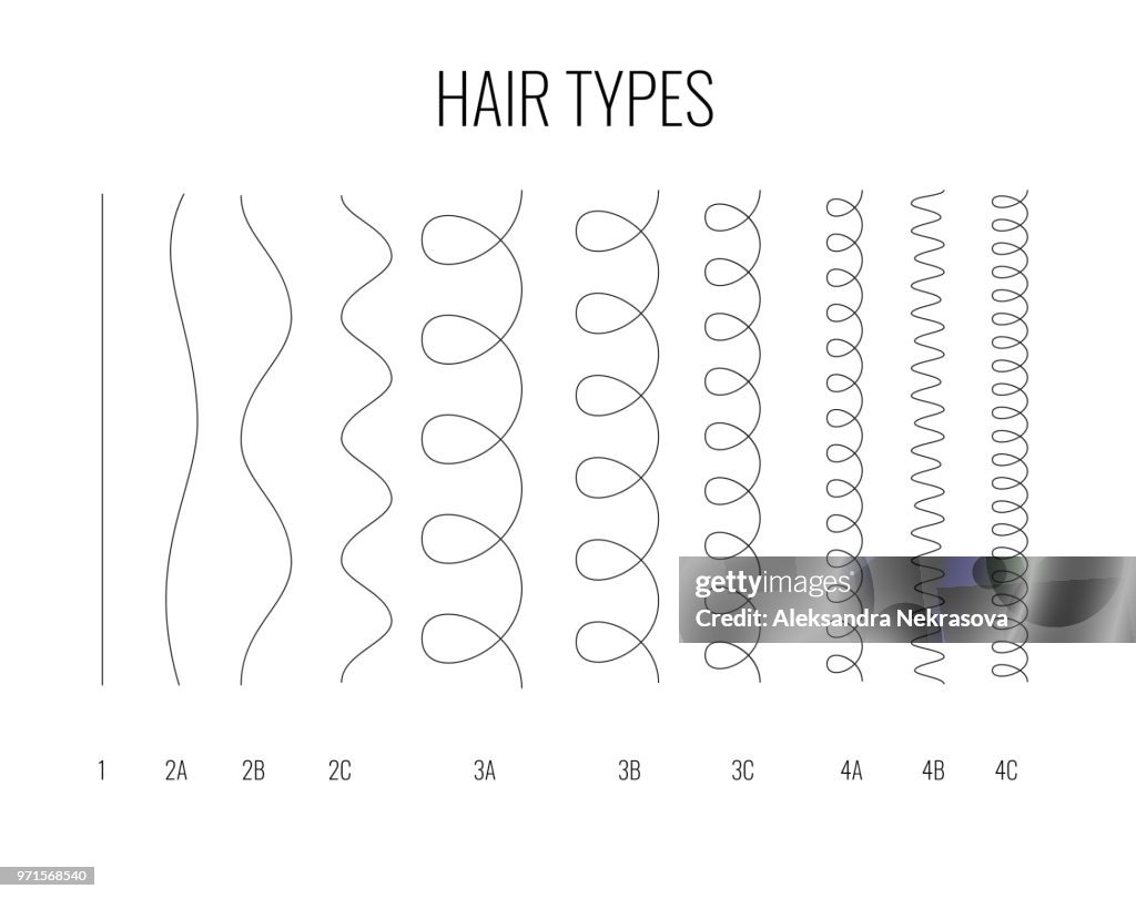 Vector Illustration Of A Hair Types Chart Displaying All Types And