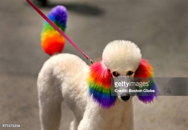 Claire has her tail and ears dyed in rainbow colors as she walks down Boylston Street during the annual Boston Pride Parade, which took place through...