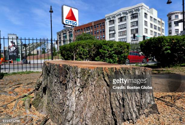 The stump of a tree cut down on the Commonwealth Avenue Mall in Boston's Kenmore Square is pictured on June 9, 2018. A decade ago, Mayor Thomas M....