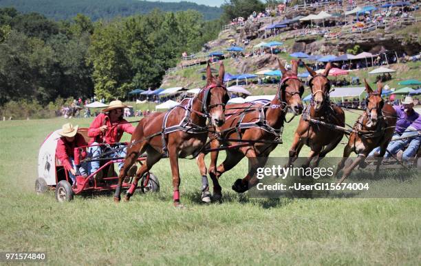 Chuck Sled Racing The Chuck Wagon Photos and Premium High Res Pictures - Getty Images
