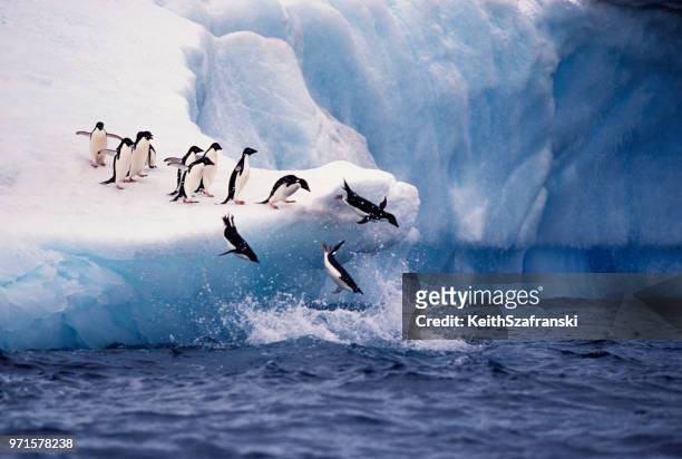 adelie penguins jumping from iceberg - animais selvagens imagens e fotografias de stock