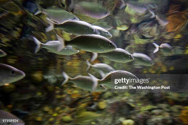 Dominic Bracco II TWP A school of fish circulate their tank at the National Aquarium in Washington D.C. On August 7, 2008. The National Aquarium...