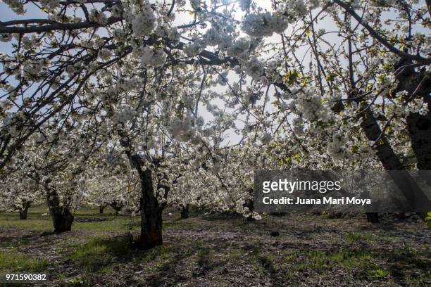 cherry blossoms. in the village of torres, in the province of jaén. spain - jaen province stockfoto's en -beelden