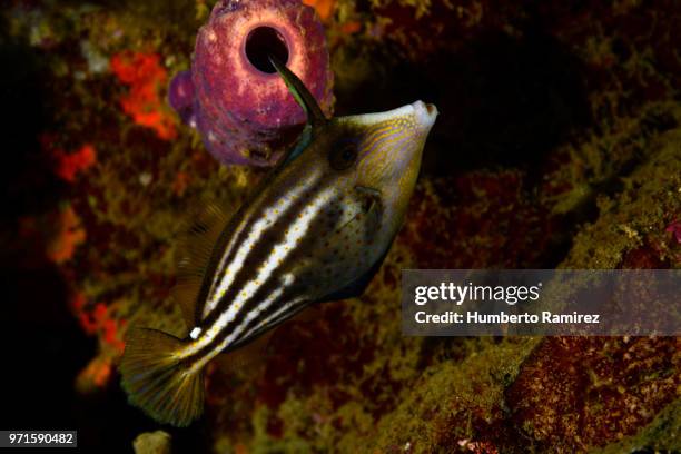 1,049 Filefish Stock Photos, High-Res Pictures, and Images - Getty Images