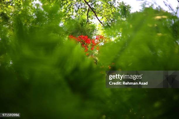 royal poinciana or delonix regia tree - copperplate engraving stock pictures, royalty-free photos & images