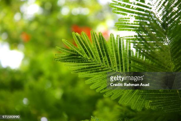 royal poinciana or delonix regia tree - copperplate engraving stock pictures, royalty-free photos & images