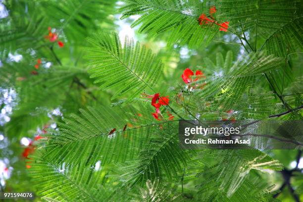 royal poinciana or delonix regia tree - copperplate engraving stock pictures, royalty-free photos & images