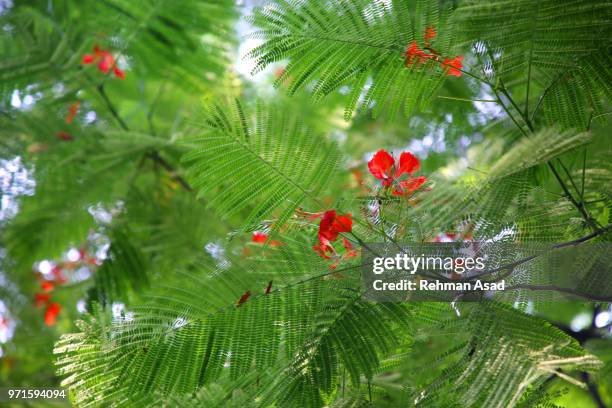 royal poinciana or delonix regia tree - copperplate engraving stock pictures, royalty-free photos & images