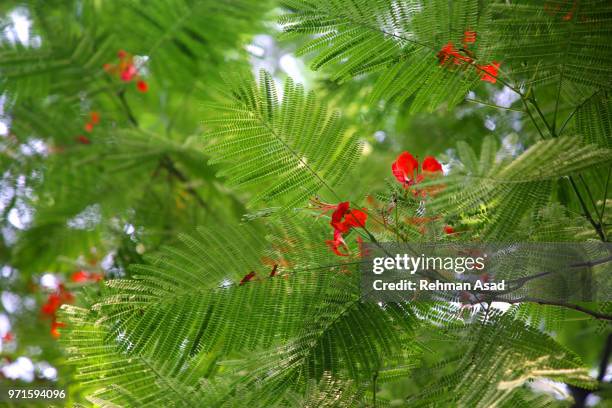 royal poinciana or delonix regia tree - copperplate engraving stock pictures, royalty-free photos & images