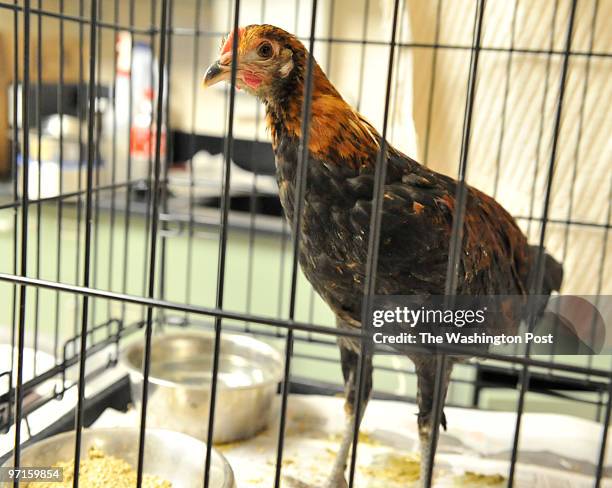 34 Loudoun County Animal Shelter Photos and Premium High Res Pictures - Getty Images 34 Loudoun County Animal Shelter Photos and Premium High Res Pictures - Getty Images