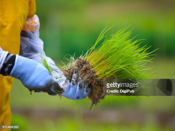 woman's hands wearing glove holding rice seedlings - daigo ibaraki stock pictures, royalty-free photos & images