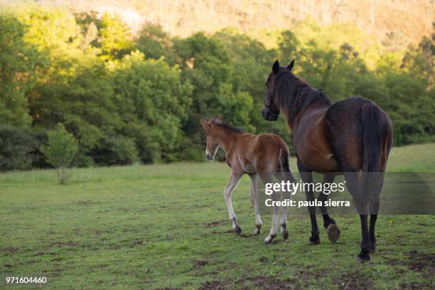 Horse Rear View Photos and Premium High Res Pictures - Getty Images