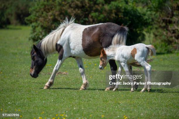 new forest ponies, mare and foal walking in the summer sunshine - lymington stock pictures, royalty-free photos & images